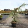 Cedrus Deodara 'Golden Horizon' -Garden Glory Sales CEDR GOLDHORIZ S45278