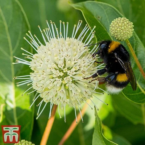 Cephalanthus 'Magical Moonlight' 3 Cephalanthus 'Magical Moonlight'