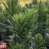Cephalotaxus Harringtonia 'Fastigiata' -Garden Glory Sales CEPH TKA3080 B