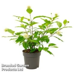 Cephalanthus Occidentalis 'Honeyballs' -Garden Glory Sales CEPH HONEYBALL S44109