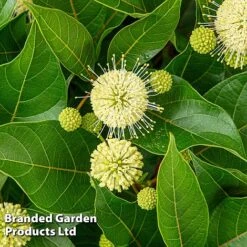 Cephalanthus Occidentalis 'Honeyballs' -Garden Glory Sales CEPH HONEYBALL S44112