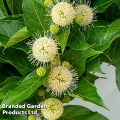 Cephalanthus Occidentalis 'Honeyballs' -Garden Glory Sales CEPH HONEYBALL S44113