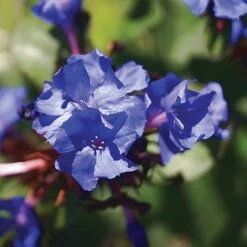Ceratostigma Willmottianum 'Forest Blue'