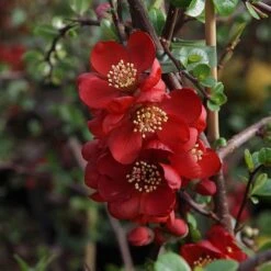 Chaenomeles X Superba 'Elly Mossel'