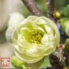 Chaenomeles Speciosa 'Yukigoten' -Garden Glory Sales CHAE T66121T A