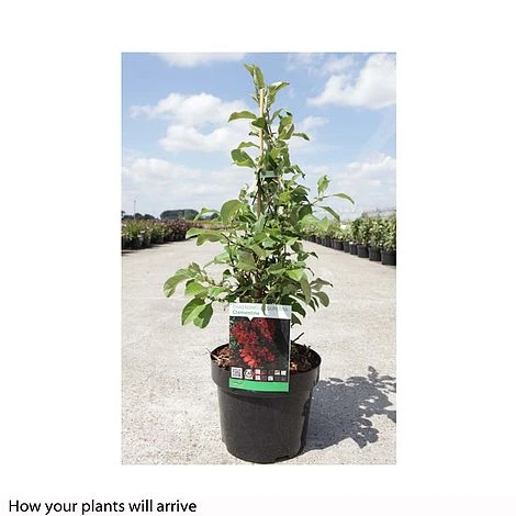 Chaenomeles X Superba 'Clementine' 4 Chaenomeles X Superba 'Clementine' - Image 2