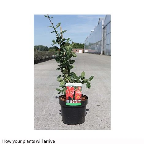 Chaenomeles X Superba 'Fascination' 4 Chaenomeles X Superba 'Fascination' - Image 2