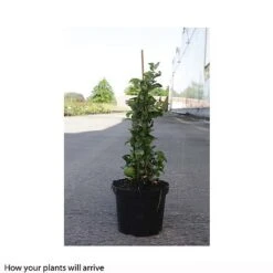 Chaenomeles X Superba 'Jet Trail' -Garden Glory Sales CHAE T66127 B h