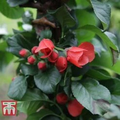 Chaenomeles 'Orange Storm' -Garden Glory Sales CHAE T79995 D