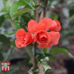 Chaenomeles 'Orange Storm' -Garden Glory Sales CHAE T79995 F
