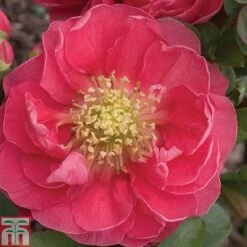 Chaenomeles 'Pink Storm' -Garden Glory Sales CHAE T79996 A