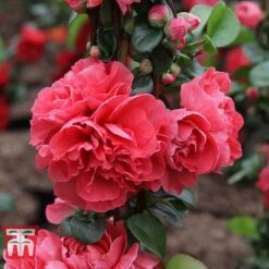 Chaenomeles 'Pink Storm' -Garden Glory Sales CHAE T79996 C
