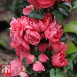 Chaenomeles 'Pink Storm' -Garden Glory Sales CHAE T79996 E