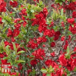 Chaenomeles 'Scarlet Storm' -Garden Glory Sales CHAE T79997 B