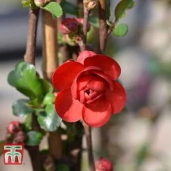 Chaenomeles 'Scarlet Storm' -Garden Glory Sales CHAE T79997 E