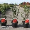 Chaenomeles Speciosa 'Red Kimono' -Garden Glory Sales CHAE REDKIMONO S45291