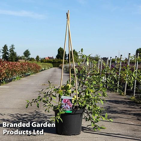 Chaenomeles Speciosa 'Toyo-Nishiki' 3 Chaenomeles Speciosa 'Toyo-Nishiki'