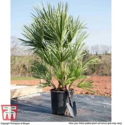 Chamaerops Humilis -Garden Glory Sales CHAM T47761 L
