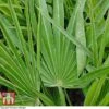 Chamaerops Humilis -Garden Glory Sales CHAM T47762 A1
