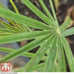 Chamaerops Humilis -Garden Glory Sales CHAM T47762 D1