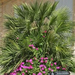 Chamaerops Humilis -Garden Glory Sales CHAM T47762 NOW1