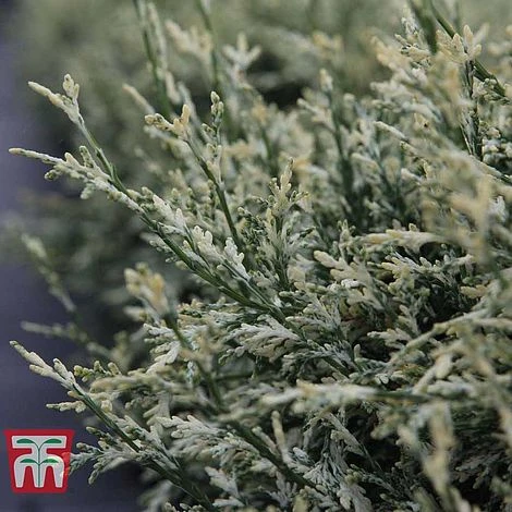 Chamaecyparis Lawsoniana 'Pearly Swirls' 3 Chamaecyparis Lawsoniana 'Pearly Swirls'