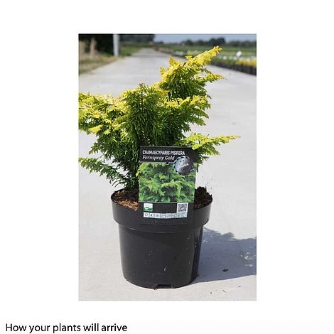 Chamaecyparis Obtusa 'Fernspray Gold' 4 Chamaecyparis Obtusa 'Fernspray Gold' - Image 2