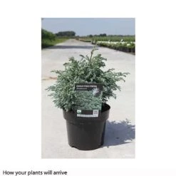 Chamaecyparis Pisifera 'Boulevard' -Garden Glory Sales CHAM T66137 A h