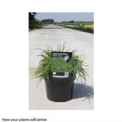 Chamaecyparis Pisifera 'Filifera Nana' -Garden Glory Sales CHAM T66139 B h