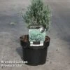 Chamaecyparis Thyoides 'Blue Rock' -Garden Glory Sales CHAM BLUEROCK S45294