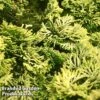 Chamaecyparis Obtusa 'Butterball' -Garden Glory Sales CHAM BUTTERBAL L30364