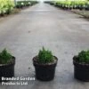 Chamaecyparis Obtusa 'Elf' -Garden Glory Sales CHAM ELF S45285