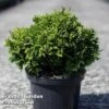 Chamaecyparis Pisifera 'Golden Pincushion' -Garden Glory Sales CHAM GOLDENP5L S30686