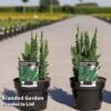 Chamaecyparis Lawsoniana 'Little Spire' -Garden Glory Sales CHAM LITTLES3L S30701