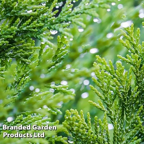 Chamaecyparis Lawsoniana 'Little Spire' 4 Chamaecyparis Lawsoniana 'Little Spire' - Image 2