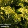 Chamaecyparis Obtusa 'Nana Aurea' -Garden Glory Sales CHAM NANAAUREA S45287