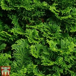 Chamaecyparis Obtusa 'Nana Gracilis'