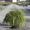 Chamaecyparis Pisifera 'Sungold' -Garden Glory Sales CHAM SUNGOLD S45289