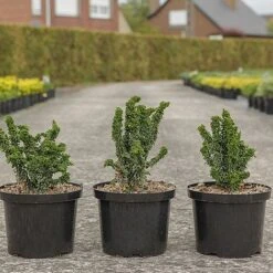 Chamaecyparis Obtusa 'Chirimen' -Garden Glory Sales CHAMa CHIRIMEN S45284 NOW
