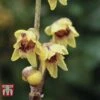Chimonanthus Praecox 1 Chimonanthus Praecox -Garden Glory Sales CHIM T58138 B