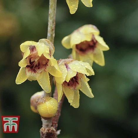 Chimonanthus Praecox 3 Chimonanthus Praecox