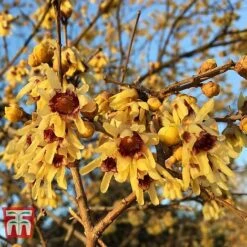 Chimonanthus Praecox 9 Chimonanthus Praecox -Garden Glory Sales CHIM T58138 C