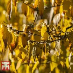 Chimonanthus Praecox 10 Chimonanthus Praecox -Garden Glory Sales CHIM T58138 D