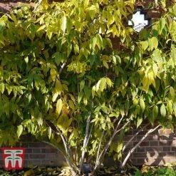 Chimonanthus Praecox 11 Chimonanthus Praecox -Garden Glory Sales CHIM T58138 E