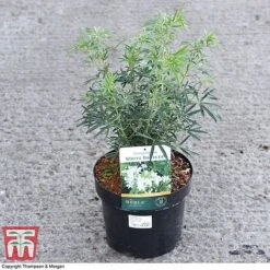 Choisya X Dewitteana 'White Dazzler' -Garden Glory Sales CHOI 62039 A