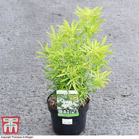 Choisya X Dewitteana 'Aztec Gold' 5 Choisya X Dewitteana 'Aztec Gold' - Image 3