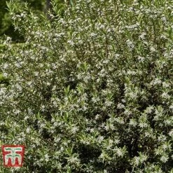 Choisya X Dewitteana 'Aztec Pearl' -Garden Glory Sales CHOI T66143 D