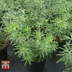 Choisya X Dewitteana 'Aztec Pearl' -Garden Glory Sales CHOI T66143 F