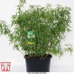 Choisya X Dewitteana 'Aztec Pearl' -Garden Glory Sales CHOI T66143 G