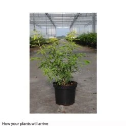 Choisya X Dewitteana 'Goldfingers' 11 Choisya X Dewitteana 'Goldfingers' -Garden Glory Sales CHOI T66144 B h